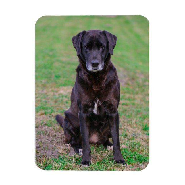 Niedliches Labrador Black Doppy-Welpen Magnet (Vertikal)