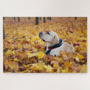 Niedliches Labrador Hund in Herbstlauben