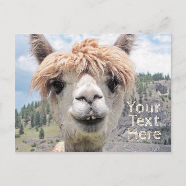 Niedliches Lächeln Alpaca Foto Image Postkarte (Vorderseite)