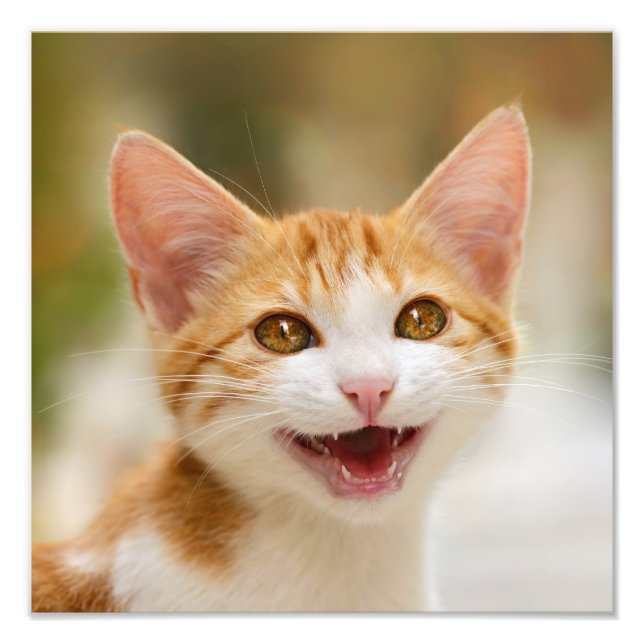 Niedliches Lächeln Kitten Face Funny Cat Meow Foto (Vorne)