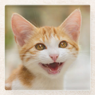 Niedliches Lächeln Kitten Face Funny Cat Meow Foto Glasuntersetzer