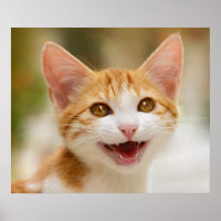 Niedliches Lächeln Kitten Face Funny Cat Meow Foto