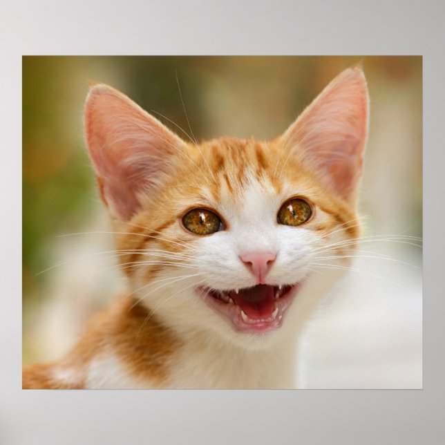 Niedliches Lächeln Kitten Face Funny Cat Meow Foto Poster (Vorne)