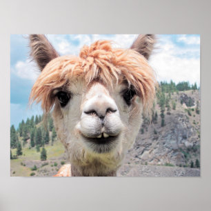Niedliches lächelndes Alpaka-Foto-Bild Poster