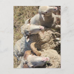 Niedliches Lamm der Merino-Schaffamilie Postkarte