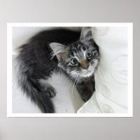 Niedliches, langhaariges Tabby, Kitten, Big Eyes