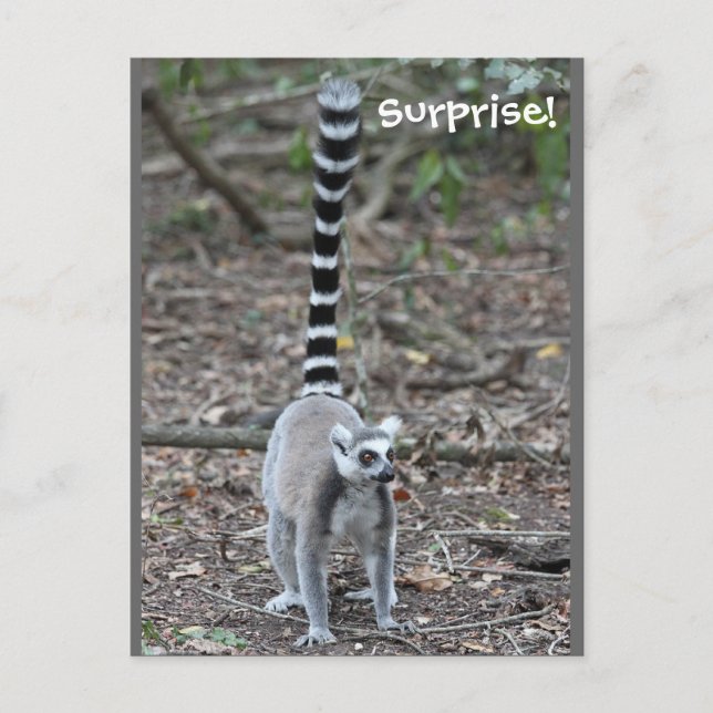 Niedliches Lemur-Foto Postkarte (Vorderseite)