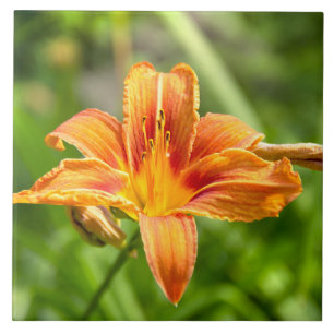 Niedliches Lily Blume Foto Fliese