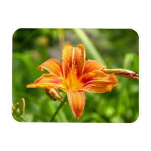 Niedliches Lily Blume Foto Magnet