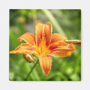 Niedliches Lily Blume Foto Magnet