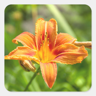 Niedliches Lily Blume Foto Quadratischer Aufkleber