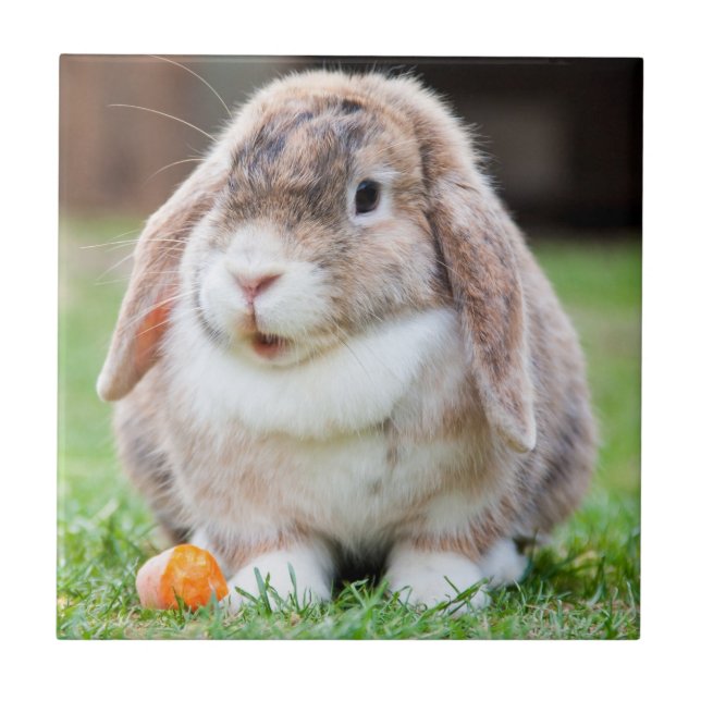Niedliches Lop-Eared Kaninchen im Gras mit Karotte Fliese (Vorderseite)