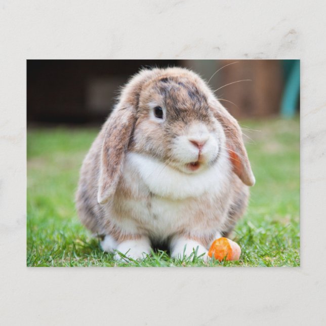 Niedliches Lop-Eared Kaninchen im Gras mit Karotte Postkarte (Vorderseite)