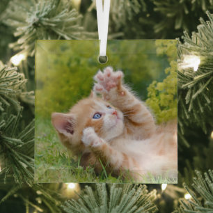Niedliches, lustiges Katzenkätzchen, das in einem  Ornament Aus Glas