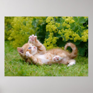 Niedliches, lustiges Katzenkätzchen in einem Blume Poster