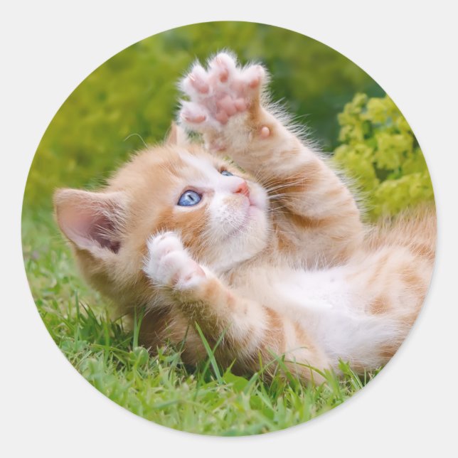 Niedliches, lustiges Katzenkätzchen in einem Blume Runder Aufkleber (Vorderseite)