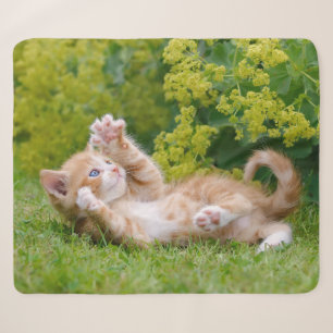 Niedliches, lustiges Katzenkätzchen in einem Blume Sherpadecke