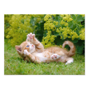 Niedliches, lustiges Katzenkitt in einem Blumengar Fotodruck