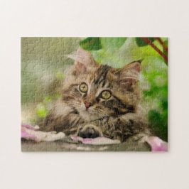 Niedliches Maine Coon Kätzchen in einem Garten -