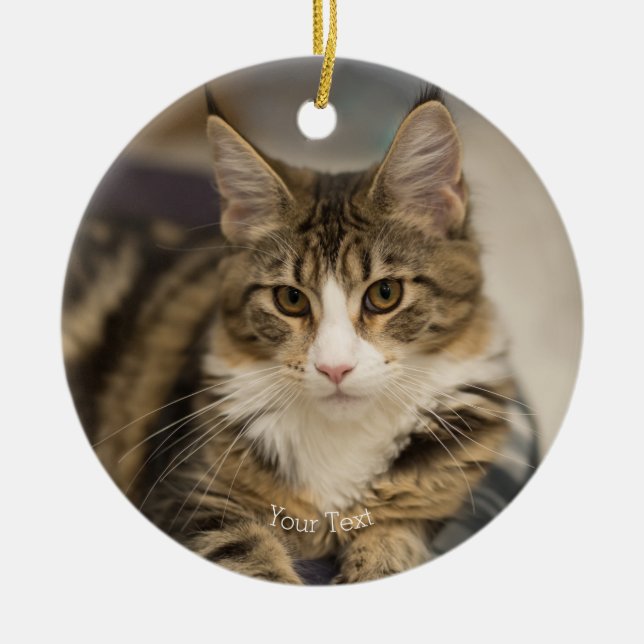 Niedliches Maine Coon Kitten im geraden Look Keramik Ornament (Vorne)