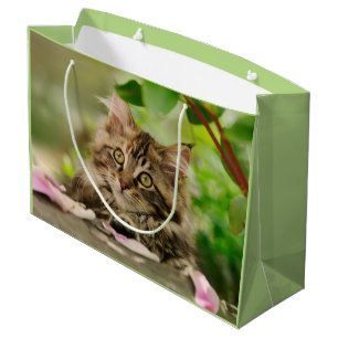 Niedliches Maine-Waschbär-Kätzchen, Verpackung Große Geschenktüte