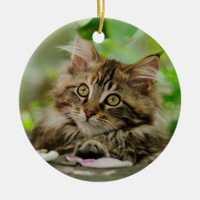 Niedliches Maine-Waschbärkätzchen Keramikornament (Vorne)