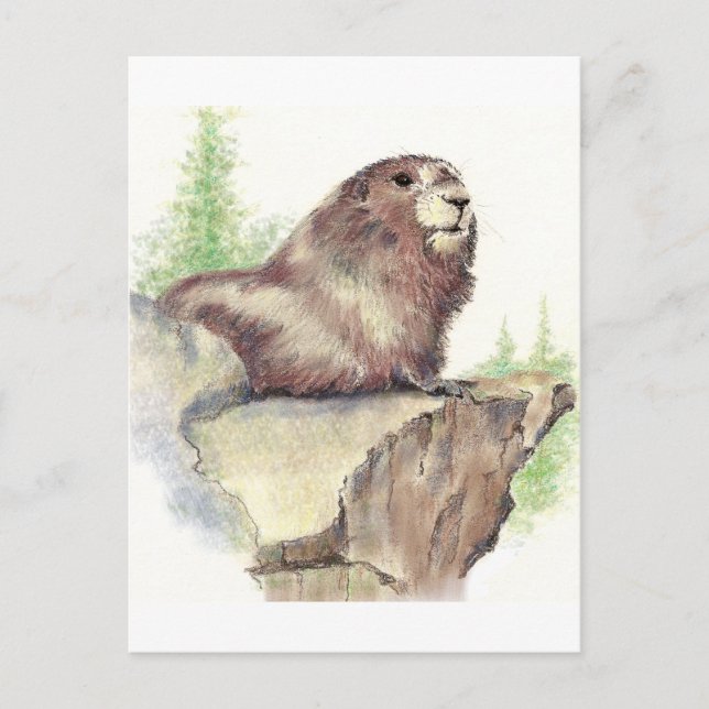 Niedliches Marmot, Tierart, Wildfauna Postkarte (Vorderseite)