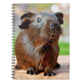 Niedliches Meerschweinchen-Foto Notizblock