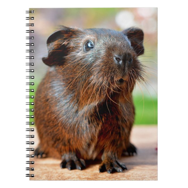 Niedliches Meerschweinchen-Foto Notizblock (Vorderseite)