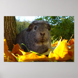 Niedliches Meerschweinchen in der Natur Poster