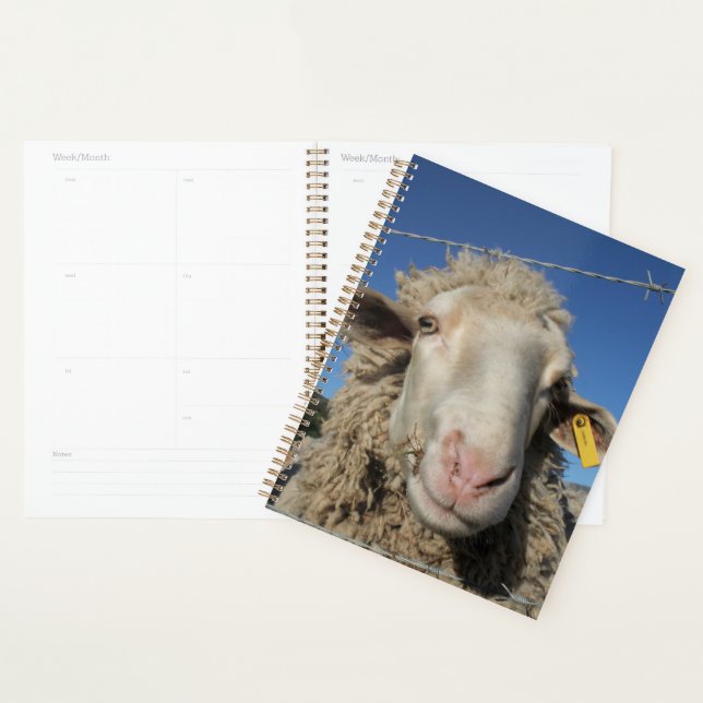 Niedliches Merino-Schafschaf Planer (Anzeige)