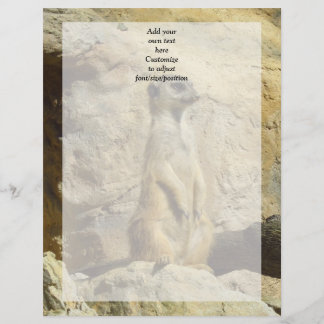 Niedliches Merkat-Foto