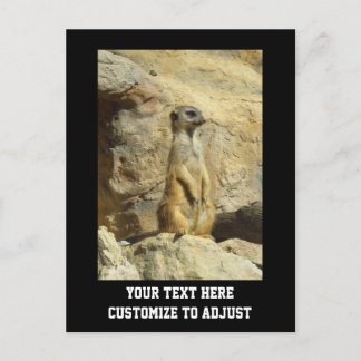 Niedliches Merkat-Foto Postkarte