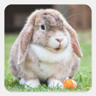 Niedliches Mini Holland Lop Kaninchen Quadratischer Aufkleber