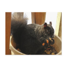 Niedliches, Mit Augen Schwarzes Eichhörnchen Erdnü