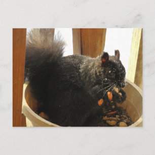 Niedliches, Mit Augen Schwarzes Eichhörnchen Erdnü Postkarte