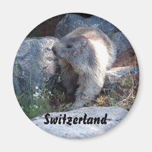 Niedliches Murmeltier die Schweiz Magnet