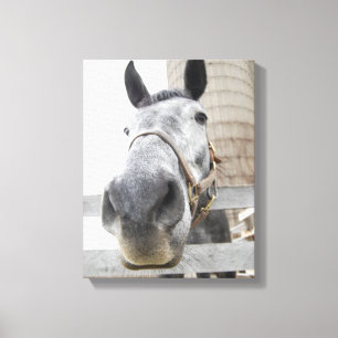 Niedliches Nahes Pferd Leinwanddruck