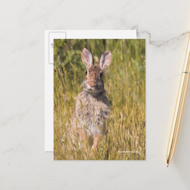 Niedliches, neugieriges Ostküstenkaninchen Postkarte (Vorderseite/Rückseite Beispiel)