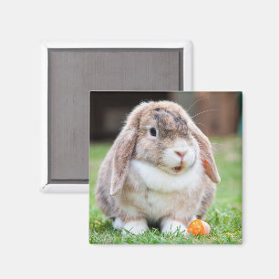 Niedliches Ohrkaninchen im Gras mit Karotte Magnet