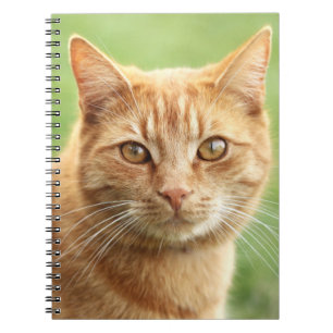 Niedliches orange Katzenporträt Notizblock