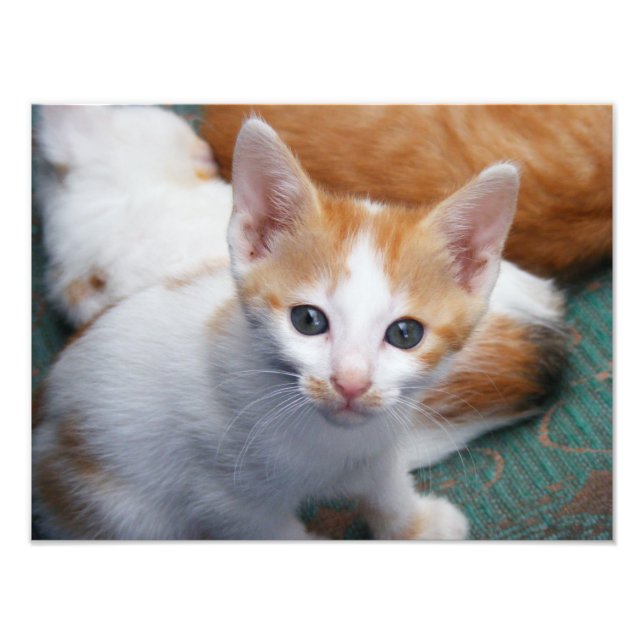 Niedliches Orange und White Kitten Poster (Vorne)
