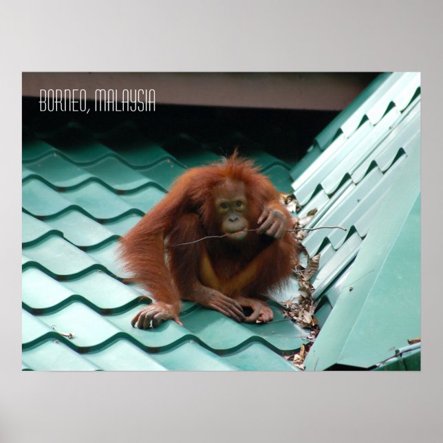 Niedliches Orangutan in Sabah Borneo Dschungel Poster (Vorne)
