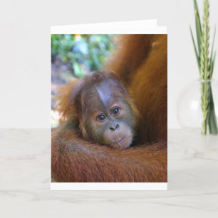 Niedliches Orangutan Karte