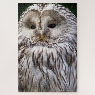 NIEDLICHES OWL