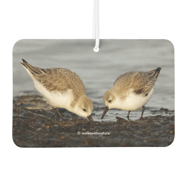 Niedliches Paar Sanderlings Sandpipers Shares a Me Autolufterfrischer (Vorderseite)