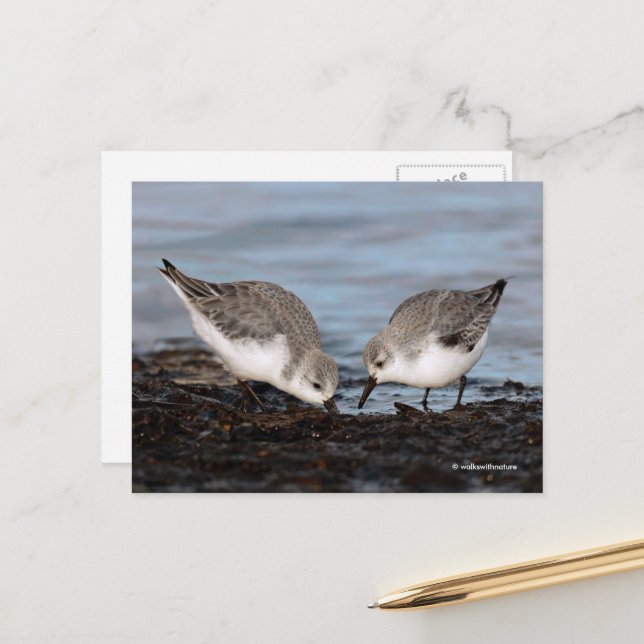 Niedliches Paar Sanderlings Sandpipers Shares a Me Postkarte (Vorderseite/Rückseite Beispiel)
