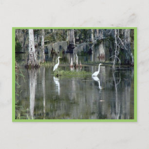 Niedliches Paar von Louisiana Herons in Wasser in  Postkarte
