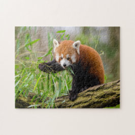 niedliches Panda-Foto