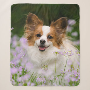 Niedliches Papillon Spaniel Head Foto für Hundefre Sherpadecke
